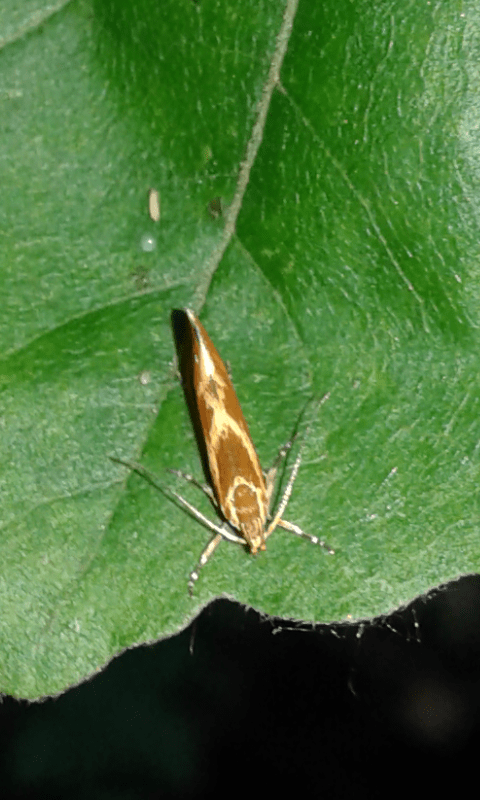 Metalampra italica (Oecophoridae)?  S